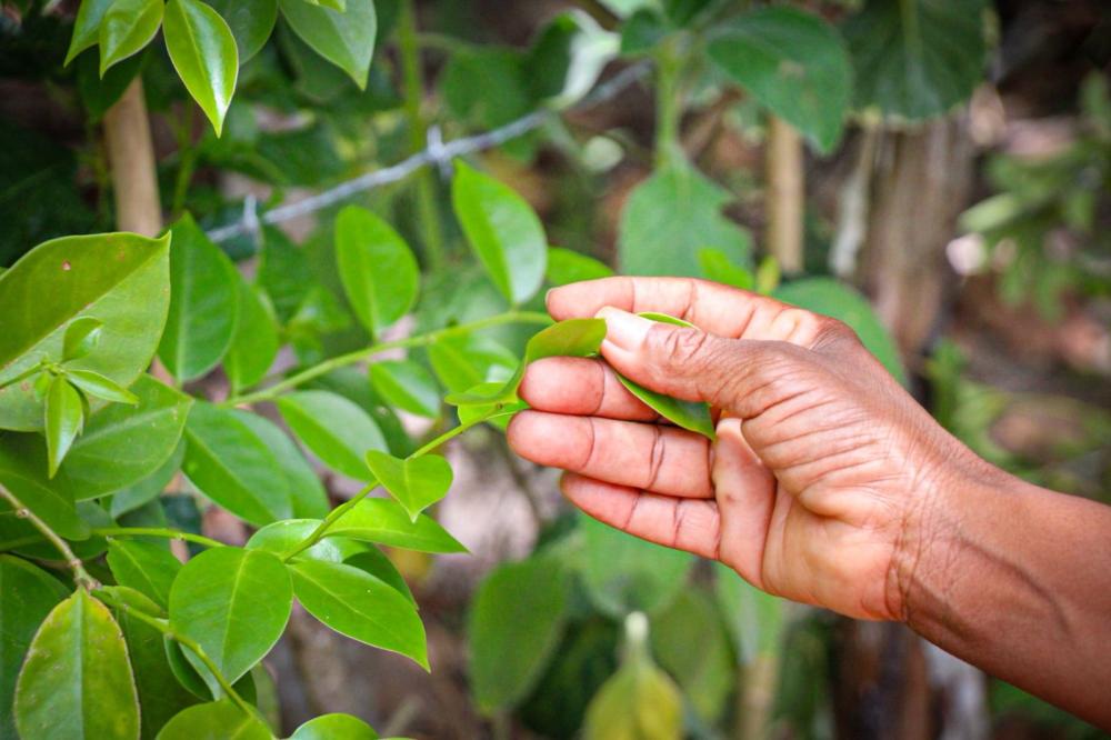 Projeto Fitoterápicos revoluciona produção sustentável de plantas medicinais, com atuação em quatro estados, incluindo Bahia.