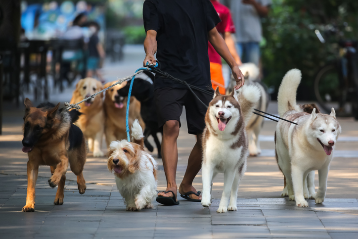 Novas tendências de profissões para você que ama animais!