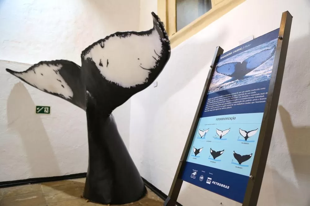 Temporada de observação de baleias-jubarte será aberta oficialmente em Salvador na próxima segunda (15).