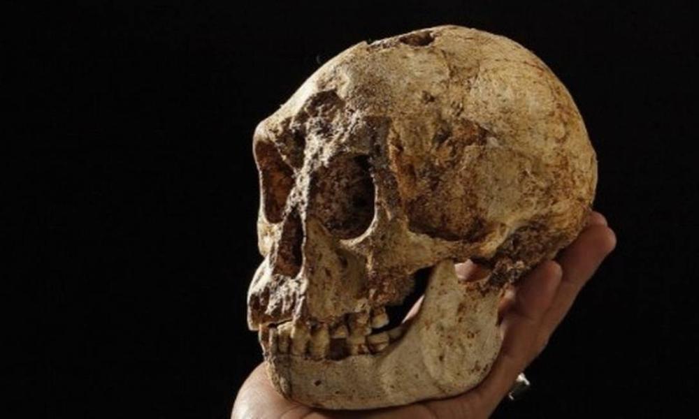 História é memória: poder do crânio, da educação e da cultura.