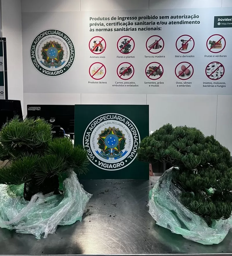 Auditores fiscais federais agropecuários apreendem bonsais em aeroporto do Rio de Janeiro.