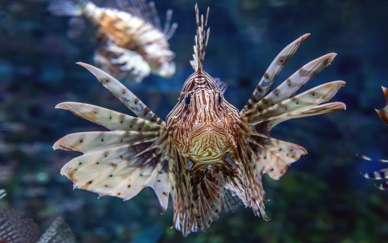 Peixe-leão no Ceará: pescador não teve parada cardíaca e Sesa orienta população sobre contato com o animal