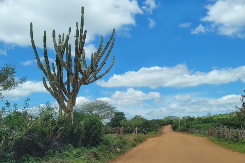 No Dia Nacional da Caatinga, Semma lança concurso fotográfico para valorização do bioma