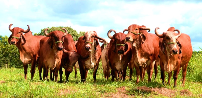 Epamig realiza leilão Gir Leiteiro com mais de cem lotes