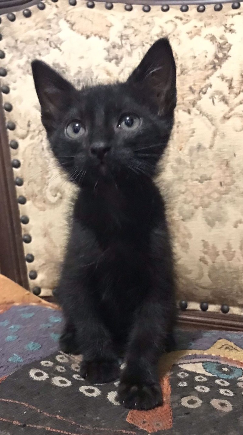 Shopping Prado Boulevard anuncia novo local da feira de adoção de animais