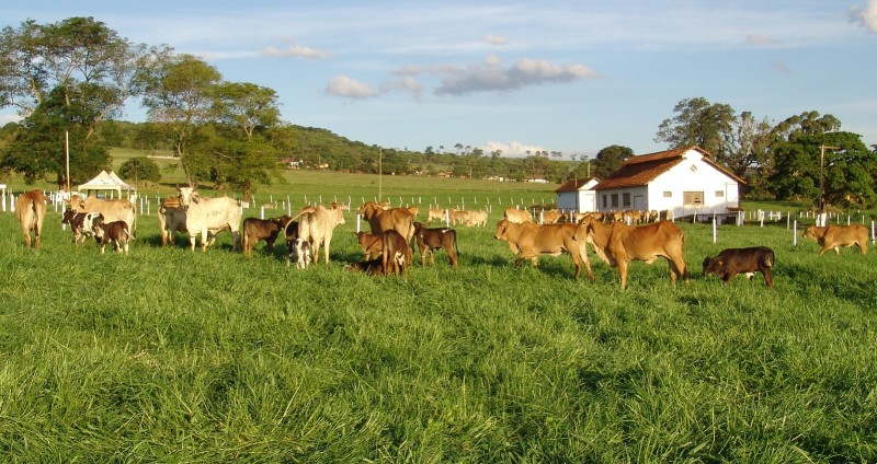 Epamig firma parceria com a empresa Carapreta para pesquisas com forrageiras no semiárido mineiro