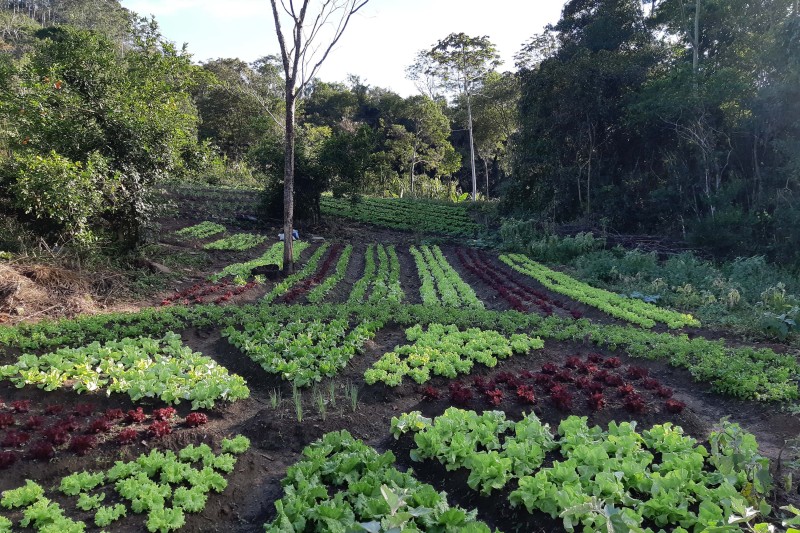 Jardim do Museu Paranaense receberá feira de sementes quilombolas no domingo