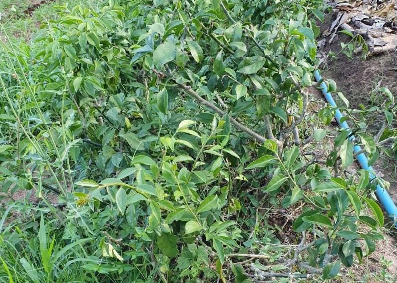 Epamig promove difusão de ora-pro-nobis na Zona da Mata