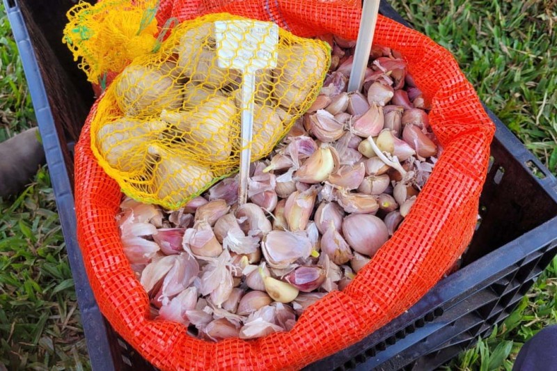 Estado e Embrapa Hortaliças incentivam produção de alho semente no Paraná