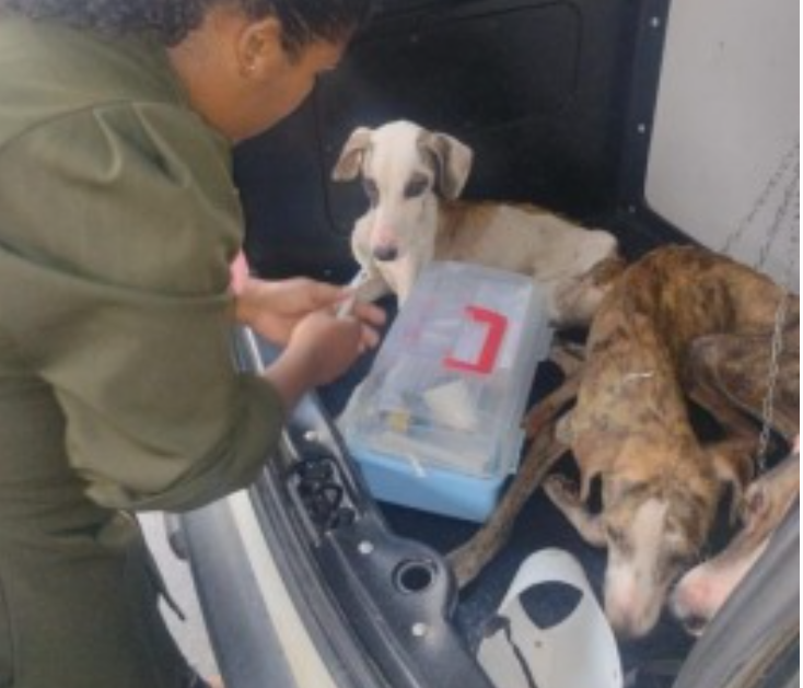 Equipes do BPMA da Polícia Militar resgatam cães em situação de maus-tratos em Sobral