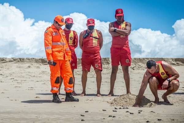 Corpo de Bombeiros acompanha eclosão de 190 ovos de tartarugas-marinhas na Sabiaguaba
