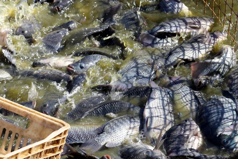 Paraná exporta 240% mais pescados e receita cresce 468% no primeiro trimestre