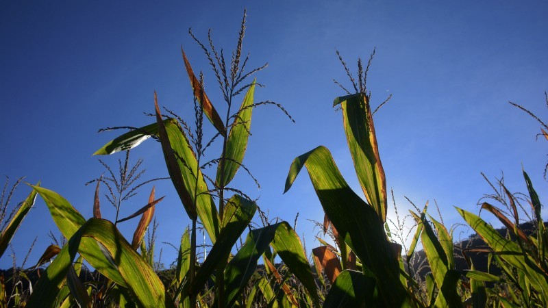 Programa Troca-Troca de Sementes abre prazo para empresas fornecedoras interessadas