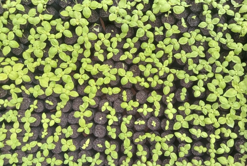 Epamig e UFV distribuem mudas de plantas medicinais para agricultoras da Zona da Mata mineira