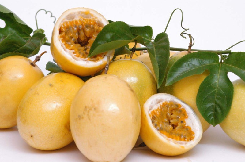 IDR apresenta cultivar inédita de maracujá para aumentar produtividade em Prudentópolis