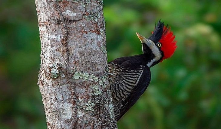 Global Big Day 2022: ação pretende estimular ainda mais a observação de aves no MS
