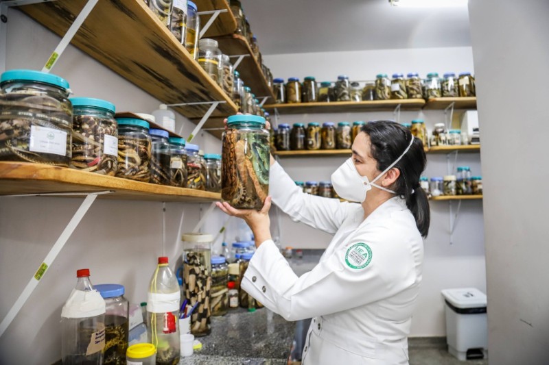 Estudo apoiado pelo Governo do Amazonas enfoca envenenamento de pacientes picados por serpentes