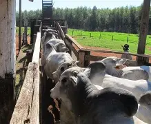 JBS exportou carne de fazendas ilegais da Amazônia para Europa, diz relatório.