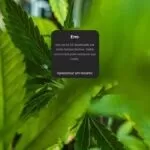 Foi mal, tava doidão: Meta suspende perfis de cannabis do Instagram sem justificativa
