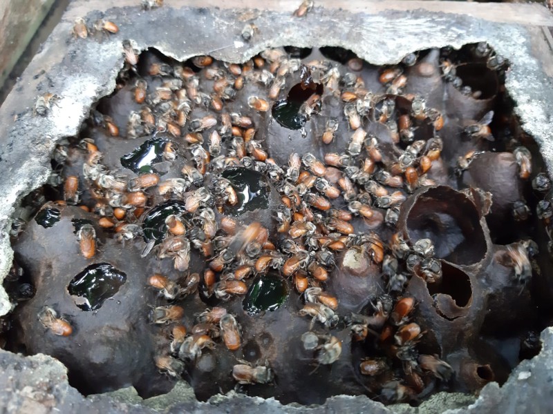 Dia Mundial das Abelhas: Ipaam reforça a importância da regularização ambiental com o manejo do inseto no Amazonas