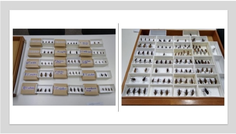 Governo do Amazonas apoia pesquisa que incorpora ártropodes de importância médica em coleção da FMT-HVD