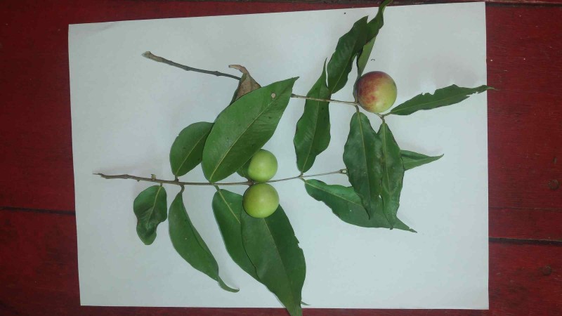 Governo do AM incentiva pesquisa sobre plantas medicinais em comunidades tradicionais do Médio Solimões