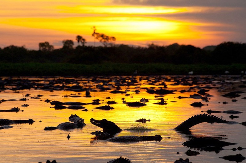 Subcomissão do Pantanal deve participar de fórum internacional de turismo em MT