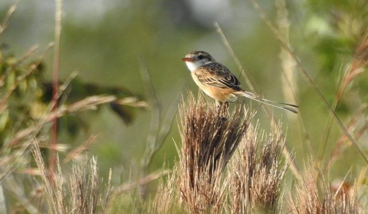 MS é TOP 10 do mundo e pousada pantaneira fica em 1º lugar como hotspot brasileiro no Global Big Day