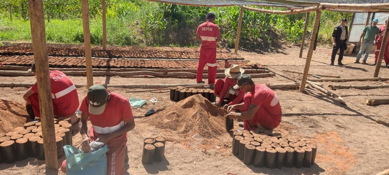 Detentos produzem mudas que vão levar mais verde às ruas de Teófilo Otoni