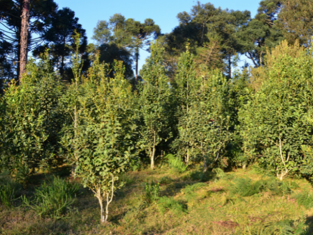 Erva-mate do Planalto Norte Catarinense é a sétima Indicação Geográfica de SC