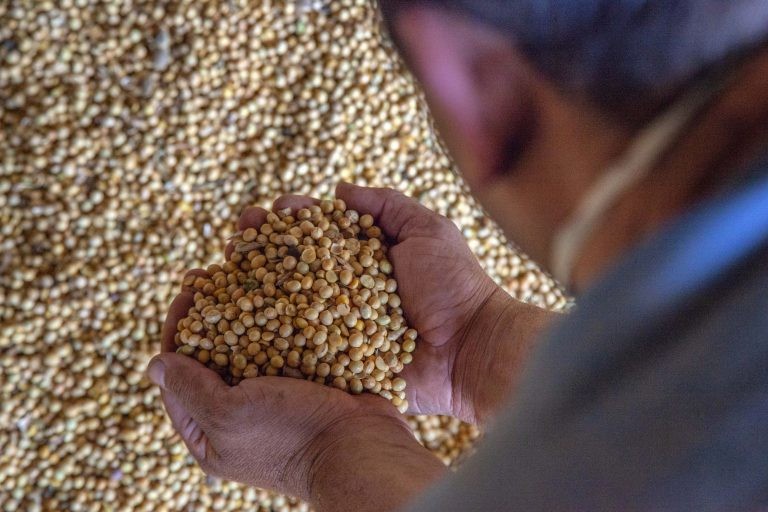 Lei confere ao município gaúcho de Santa Rosa título de Berço Nacional da Soja