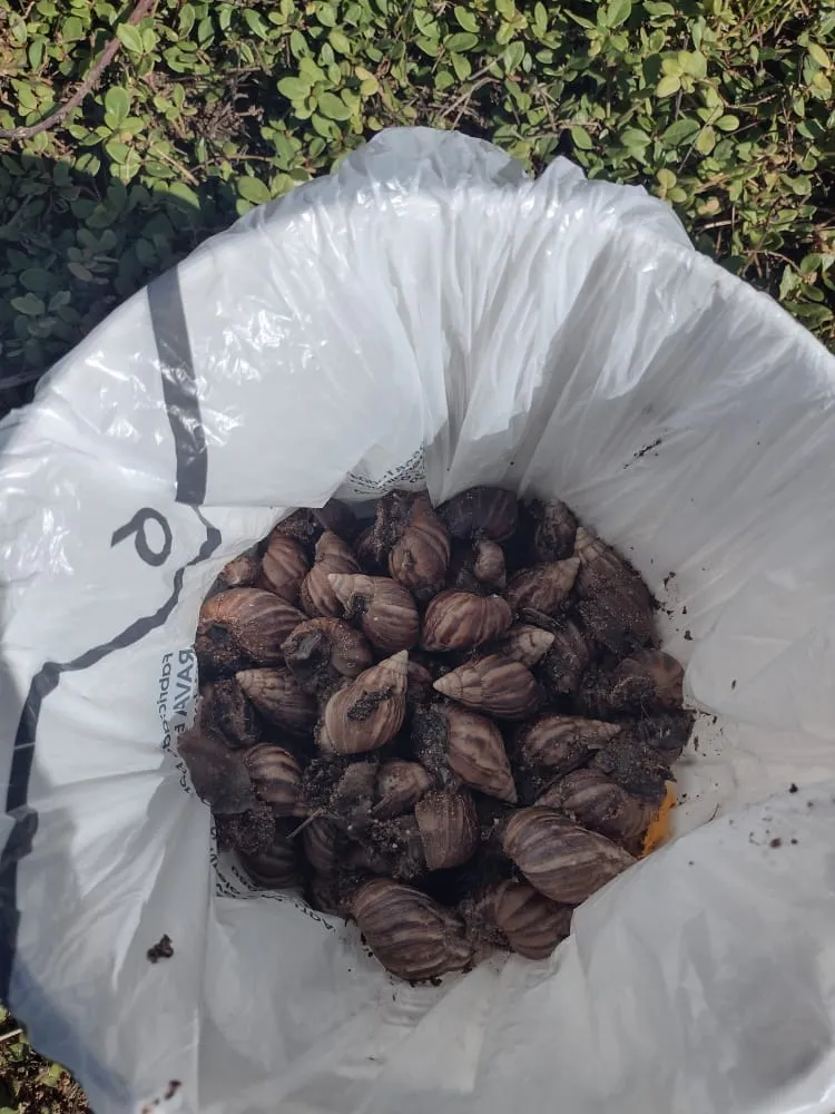 Foto: Divulgação / Ascom - SMS