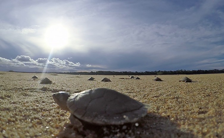 Quelônios do Tocantins será reativado na Bacia Hidrográfica do Rio Formoso