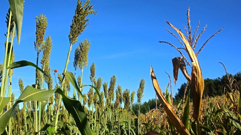 Pedidos para o programa Troca-Troca de Sementes podem ser feitos a partir desta segunda (30)