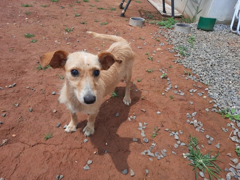 Após castração, protetoras celebram conquista de lar para animais resgatados