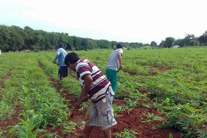 Programa Renda Agricultor Familiar está entre finalistas do Prêmio Estratégia ODS Brasil