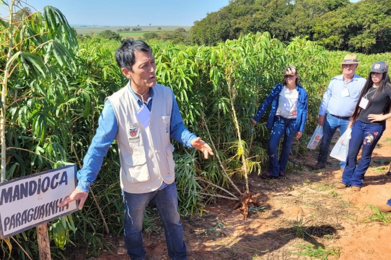 Estado incentiva produtores do Centro-Oeste a modernizar produção de mandioca