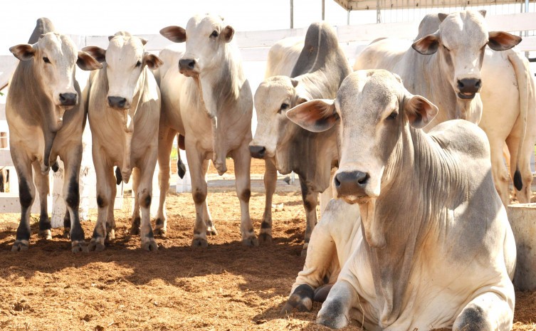 Governo do Tocantins promove ações em feiras agropecuárias para produtores rurais