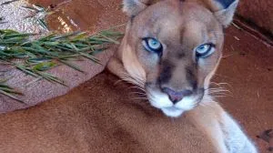 Foto: Empresa Brasil de Comunicação | TV Brasil