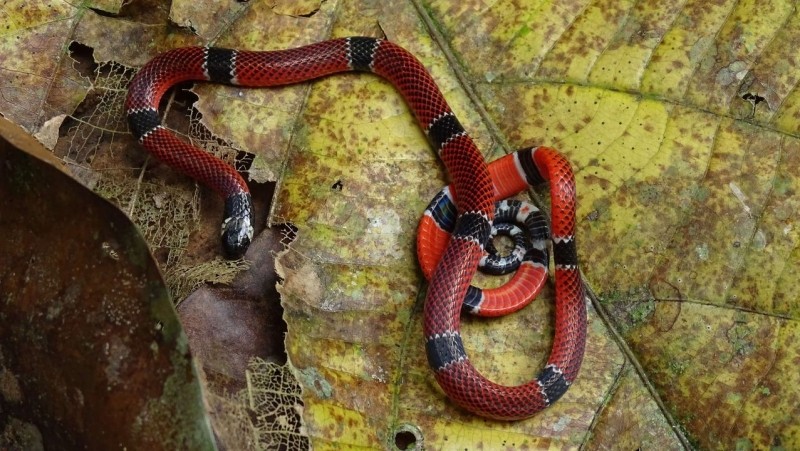 Saúde alerta população para os cuidados com picada de cobra