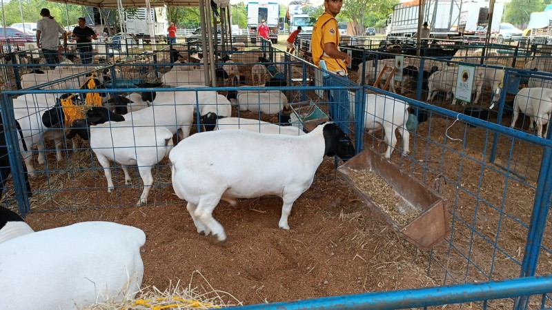 Picos Fest Berro tem programação diversificada