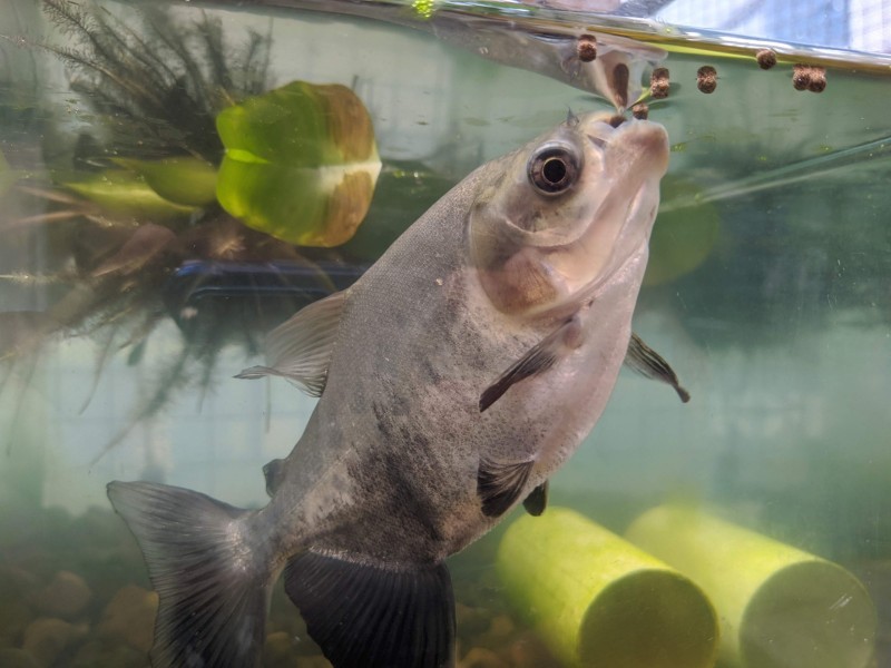 Governo do Amazonas apoia pesquisa para incrementar a alimentação do tambaqui