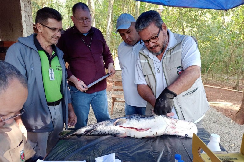 Saúde coleta toxinas de peixes venenosos na região do Lago de Itaipu