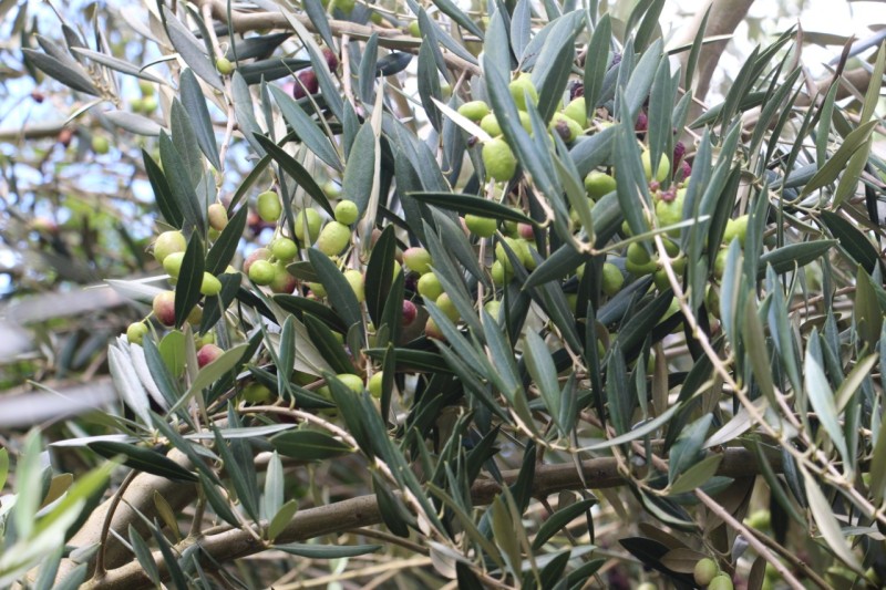 Epamig abre inscrições para Azeitech on-line