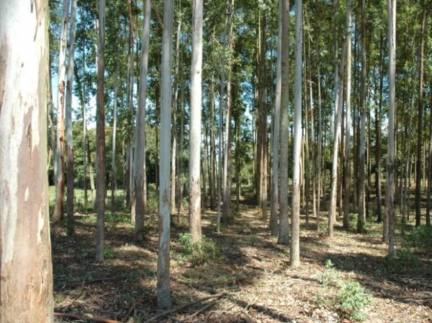 Agronegócio catarinense registra dois recordes em 2021: maior Valor de Produção Agropecuária e maior valor exportado