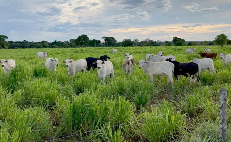 Governo do Tocantins realiza projeto Rota da Pecuária para alavancar setor no Estado
