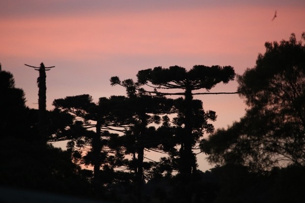 Governo do Estado apoia o Projeto Conservador das Araucárias 