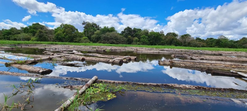 Sema apoia apreensão de 450 árvores derrubadas ilegalmente na RDS Piagaçu-Purus