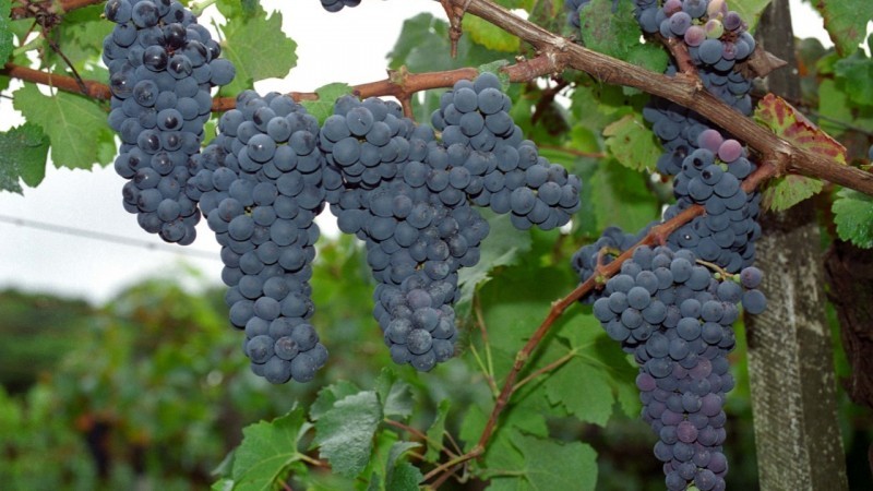 Vinícolas tem até 10 de julho para informar dados no Sisdevin