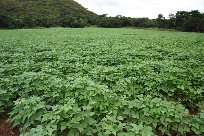 Produtores apostam no cultivo de feijão para a alimentação escolar 